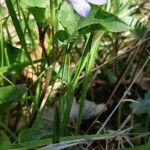 Viola canina habit picture by Thierry LE COM (cc-by-sa)