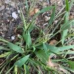 Digitaria sanguinalis habit picture by Paul (cc-by-sa)