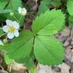 Fragaria virginiana leaf picture by Marilyse Goulet (cc-by-sa)