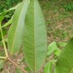 Myrciaria glazioviana leaf picture by Thiago Flores Flores (cc-by-sa)