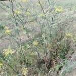 Foeniculum vulgare habit picture by Jean Gauberti (cc-by-sa)