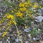 Cytisus scoparius habit picture by Francois Mansour (cc-by-sa)