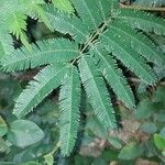 Calliandra foliolosa leaf picture by ricardofreitas.jr (cc-by-sa)