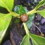 Amorphophallus bulbifer fruit picture by phuentsho (cc-by-sa)