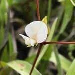 Galactia erecta flower picture by Tom Jones (cc-by-sa)