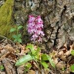 Orchis purpurea habit picture by Jean-Louis Paillot (cc-by-sa)