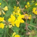 Lotus corniculatus flower picture by dobehnke (cc-by-sa)