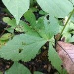 Geum canadense leaf picture by Jackson Campbell (cc-by-sa)