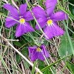 Viola calcarata flower picture by Gérard FESSEAU (cc-by-sa)