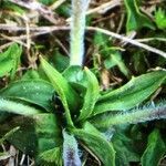 Plantago atrata leaf picture by Rohweder Karsten (cc-by-sa)