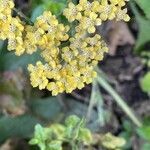 Achillea tomentosa flower picture by David Hocken (cc-by-sa)