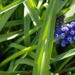 Muscari armeniacum leaf picture by Frédéric Faure (cc-by-sa)