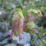 Origanum scabrum flower picture by Sylvain Piry (cc-by-sa)