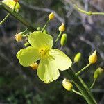 Brassica cretica flower picture by dimitris log (cc-by-sa)