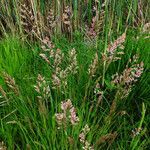 Holcus mollis habit picture by Andrzej Konstantynowicz (cc-by-sa)