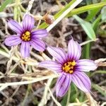 Sisyrinchium minutiflorum flower picture by Trap Hers (cc-by-sa)