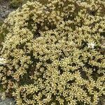 Saxifraga bryoides habit picture by Denis Bastianelli (cc-by-sa)