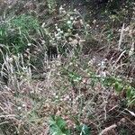 Erigeron annuus habit picture by Nathan Torres (cc-by-sa)