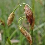 Eriophorum latifolium fruit picture by Yoan MARTIN (cc-by-sa)