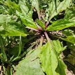 Plantago rugelii leaf picture by Taylor (cc-by-sa)