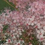 Filipendula rubra flower picture by Kira Little Sky (cc-by-sa)