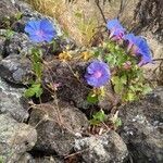 Ipomoea indica habit picture by Descalzo Rosy (cc-by-sa)