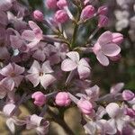 Syringa oblata flower picture by Dieter Albrecht (cc-by-sa)