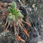 Acaena cylindristachya habit picture by Fabien Anthelme (cc-by-sa)