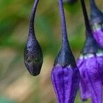 Solanum dulcamara flower picture by Pierre LEON (cc-by-sa)