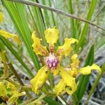 Cyrtochilum auropurpureum flower picture by Gabriel OLLIVIER (cc-by-sa)