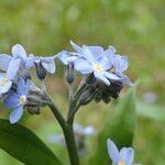 Myosotis decumbens flower picture by Sylvain Piry (cc-by-sa)