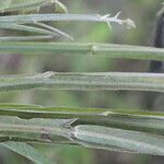 Crotalaria pilosa leaf picture by Nelson Zamora Villalobos (cc-by-nc)