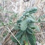 Echium asperrimum leaf picture by S100 (cc-by-sa)