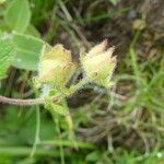 Drymocallis rupestris fruit picture by Llandrich anna (cc-by-sa)