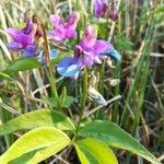 Lathyrus palustris flower picture by Margret Stroj (cc-by-sa)