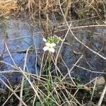 Cardamine pratensis habit picture by jules vantillard (cc-by-sa)