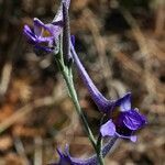 Delphinium peregrinum flower picture by Lugifa Lugifa (cc-by-sa)