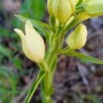 Cephalanthera damasonium habit picture by Ludovic Lavigne (cc-by-sa)