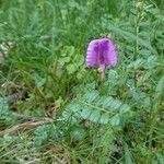 Vicia pyrenaica flower picture by loca Mónica (cc-by-sa)