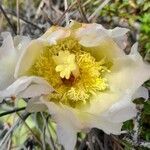 Tephrocactus aoracanthus flower picture by Trap Hers (cc-by-sa)