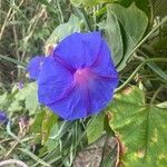 Ipomoea indica flower picture by hinojosa franco (cc-by-sa)