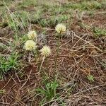 Cyperus niveus flower picture by Susan Brown (cc-by-sa)