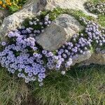 Globularia repens habit picture by Francois Mansour (cc-by-sa)