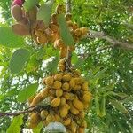 Swartzia cubensis fruit picture by Manuel Aceves (cc-by-sa)