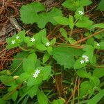 Richardia scabra habit picture by Sylvain Piry (cc-by-sa)