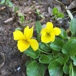 Viola reichei habit picture by Daniel Barthelemy (cc-by-nc)