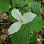 Trillium grandiflorum leaf picture by Remy Feschotte (cc-by-sa)