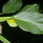 Philodendron aurantiifolium leaf picture by Nelson Zamora Villalobos (cc-by-nc)