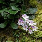 Haberlea rhodopensis flower picture by Rossen Vassilev (cc-by-sa)