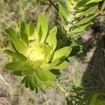 Leucadendron laureolum flower picture by Maarten Vanhove (cc-by-sa)